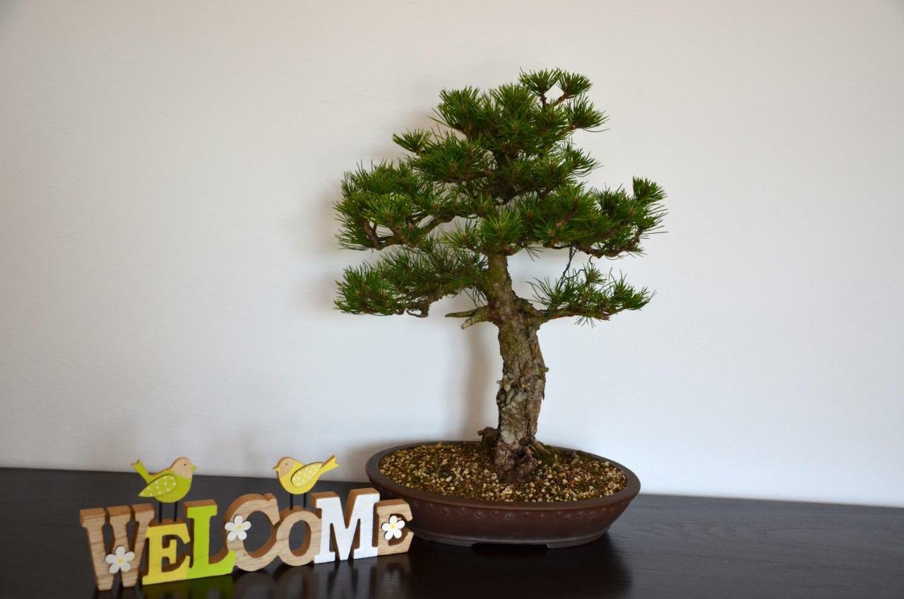 Bonsai House Apartment Portoroz Exterior photo